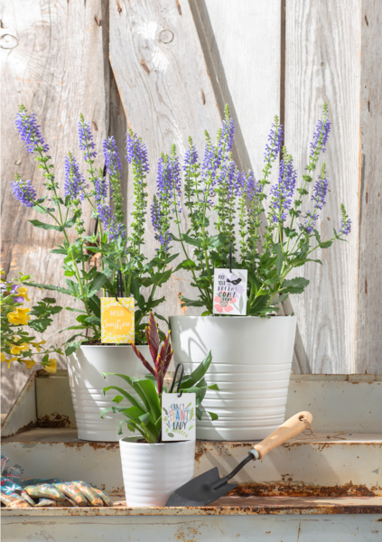 Plant Tag w/Hook